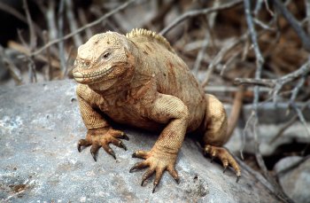 Galapagos