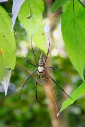 Giant Wood Spider
