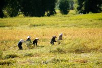 Rice field
