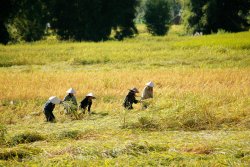 Rice field