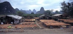 Sun-dried apricots, Li River