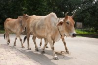 Cattle, Gour